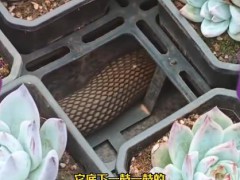 女子多肉盆下发现碗口粗蟒蛇 开出“惊吓盲盒”！